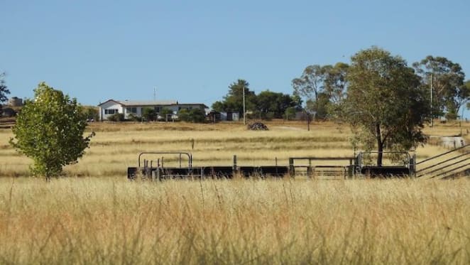 Tamworth values expected to soften in 2020: HTW rural