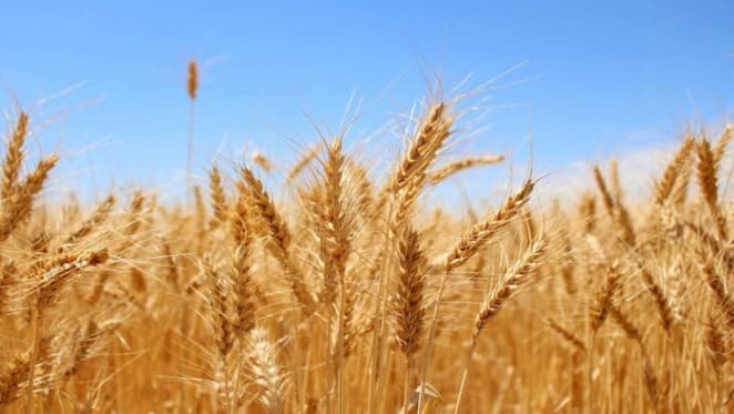 Early sowing can help save Australia’s wheat from climate change