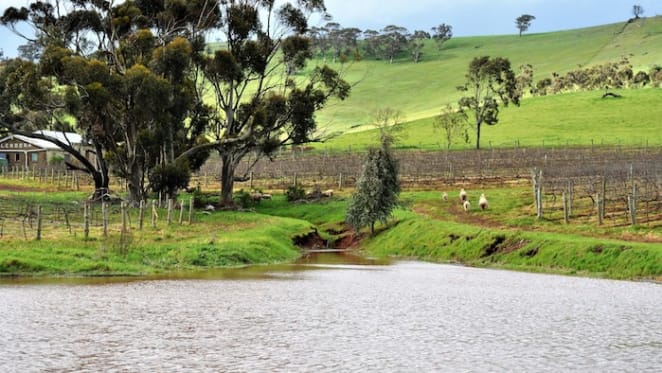 Glendora listing unlocks small vineyard opportunity in SA’s Lower North region