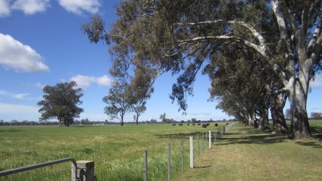 Inglebar-Woolpress beef cattle breeding near Ballina for sale