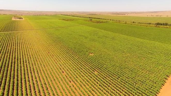 Horticultural sales markets in Mildura hasten dramatically: HTW