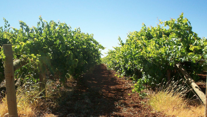 Mildura rural property weathers the storm of COVID-19: HTW Rural