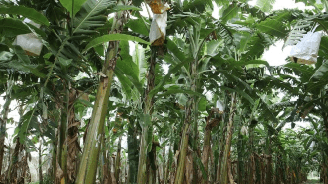 Cairns region sees the resurgence of the banana farm market: HTW Rural