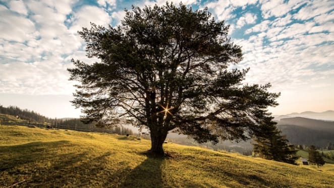 Money can't buy me love, but you can put a price on a tree