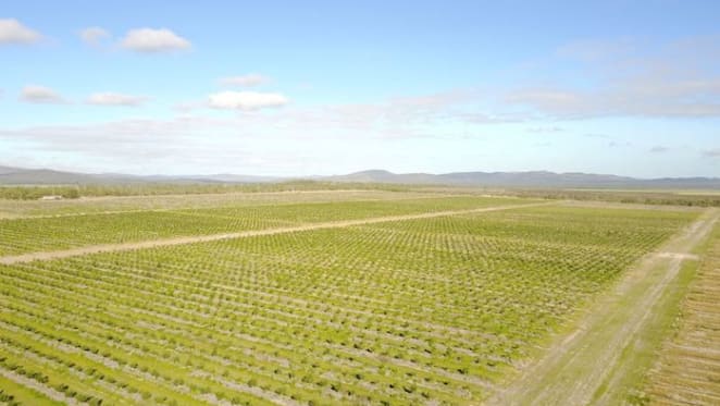 Reliable high rainfall - the main driver in North Queensland rural property market: HTW rural