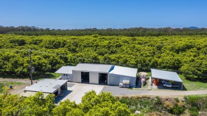 Fishermans Reach avocado orchard listed as smashing investment