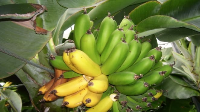 Support from banks for Panama disease affected banana growers