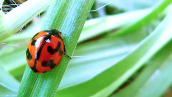Five reasons not to spray the bugs in your garden this summer