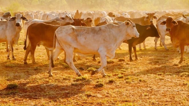 Gina Rinehart buys Warrabah Station in New England