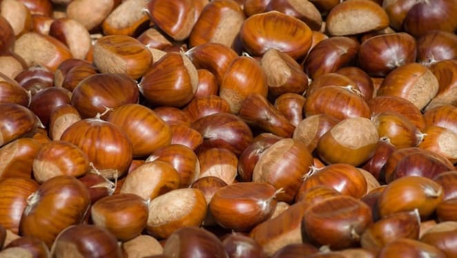 Australian chestnut industry struggling to break into new markets: HTW
