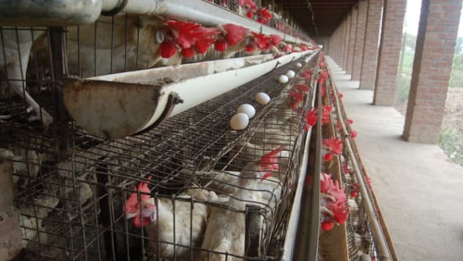 Battery cages won't be phased out of Australia's chicken farms