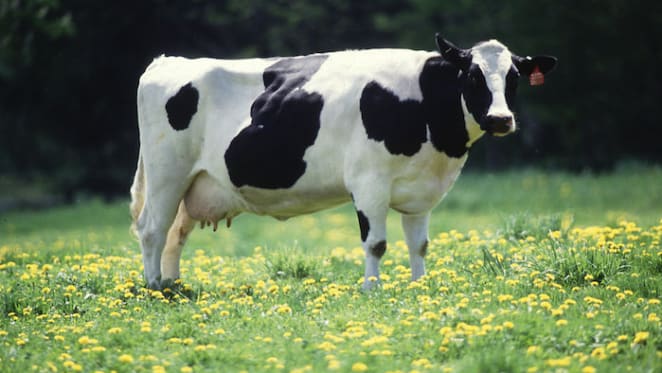 The milk, the whole milk and nothing but the milk: the story behind our dairy woes