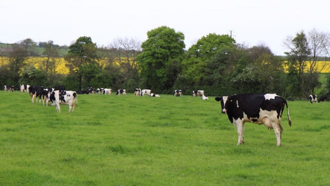 Dairy advocate appointed by NSW government