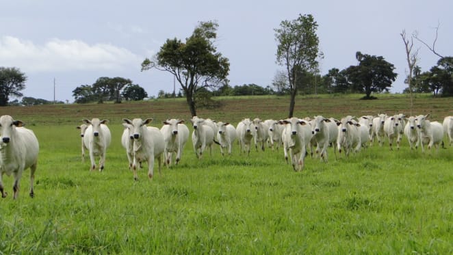 Climate explained: regenerative farming can help grow food with less impact