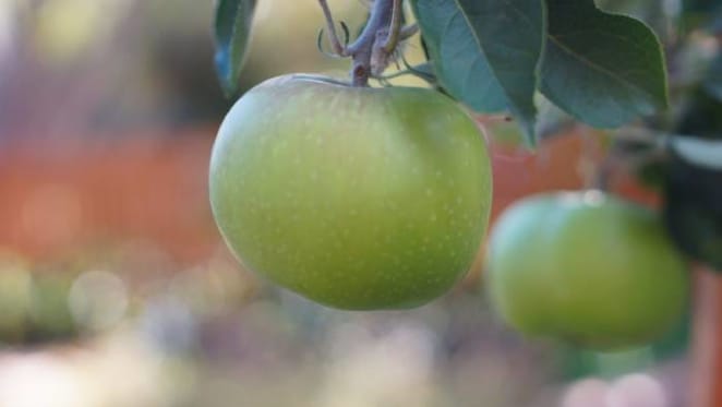 To protect fresh food supplies, here are the key steps to secure city foodbowls