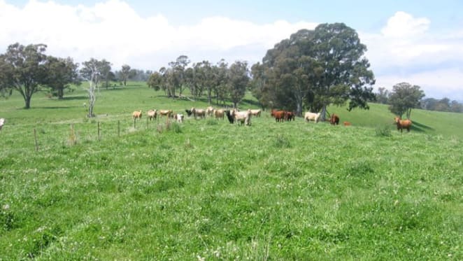 Dashang buy Glenrock Station, Scone