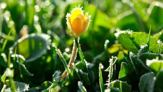 Selling your property in winter: Improving your garden’s appeal this weekend