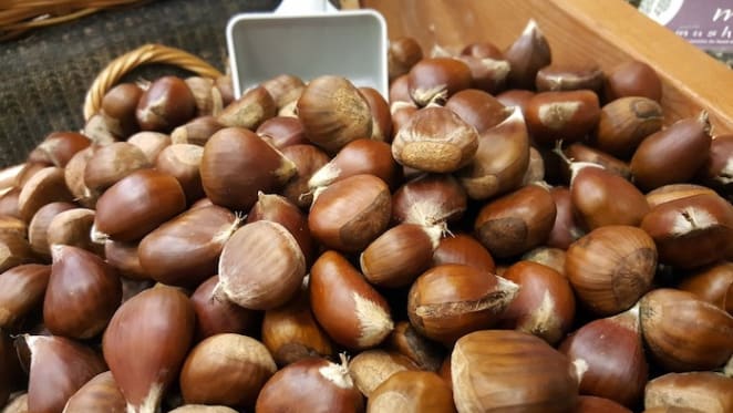 Australian hazelnut industry shifting to a larger scale: HTW