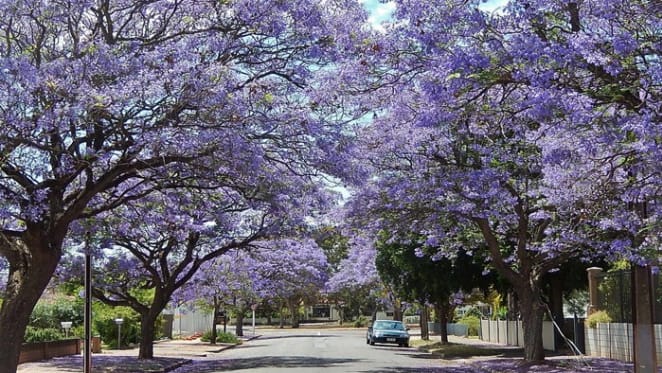 Jacaranda's ablaze in property offerings