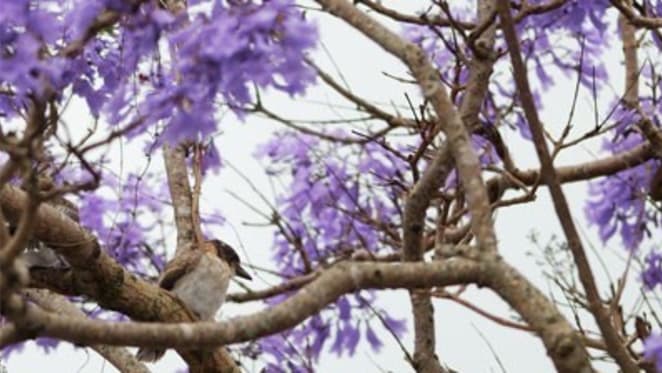 Stafford blooms but four out of five Sam Saggers Brisbane hotspots yet to show promise