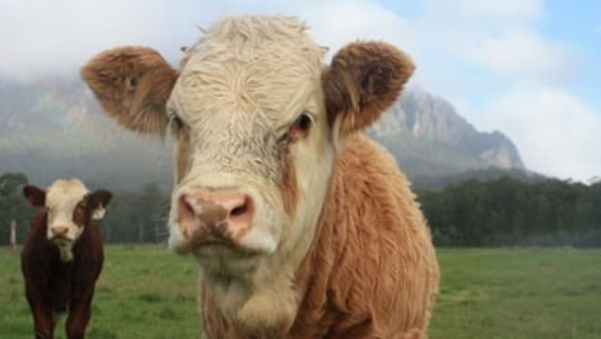 Foreign investment in Aussie farmland on hold