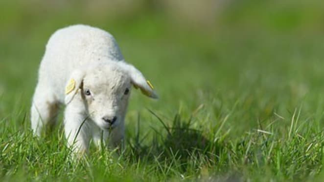 State handouts turned first-home owners into “sacrificial lambs”: Steve Keen