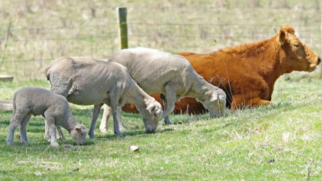 Is negative gearing the sacred cow or sacrificial lamb? Robert Simeon