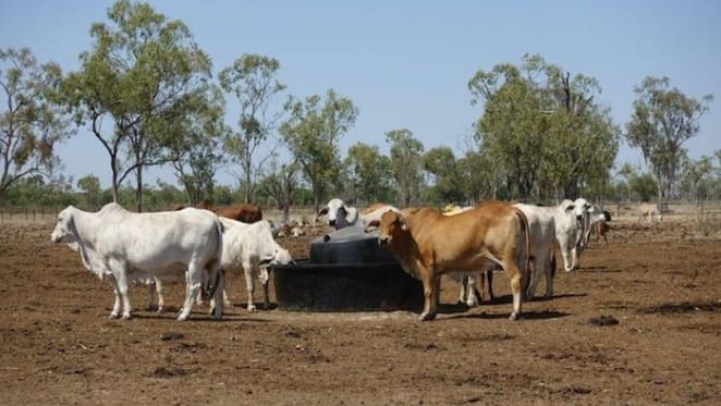 Charters Towers property market conditions in the vendor's favour: HTW rural