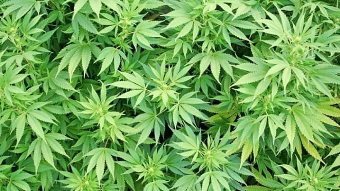 Investor stories: My house was turned into a hydroponic drug farm