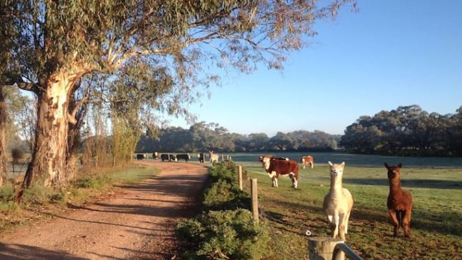 Sale activity slows in Mildura rural market: HTW