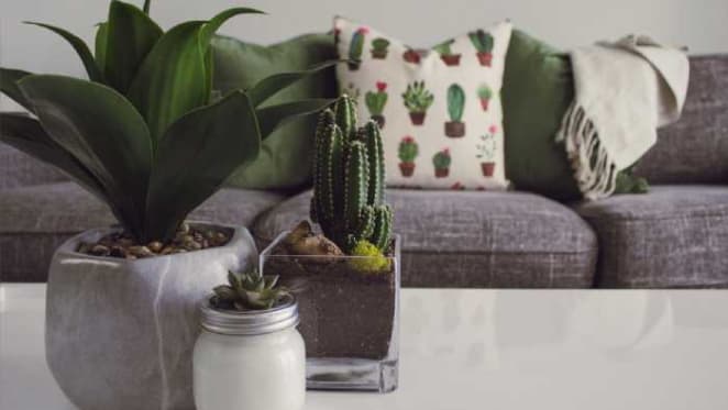 Pot plants rank among Australians' most treasured household possessions