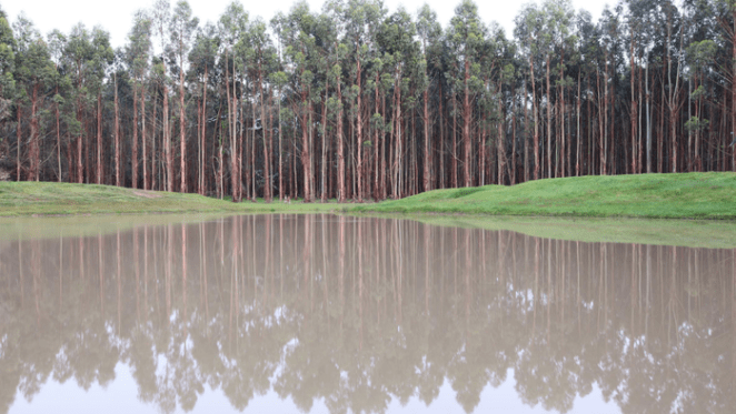 Timber opportunity in prime Victorian forests