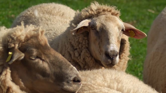 The ban on live sheep exports has just been lifted. Here’s what’s changed