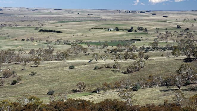 What are native grasslands, and why do they matter?