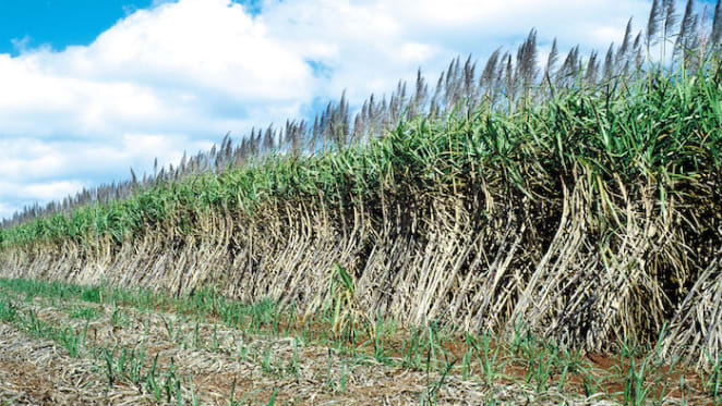 NSW North Coast property stagnates as sugar cane industry hits trouble: HTW rural