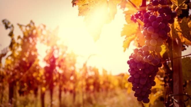 Declining grape price to heighten private Murray Valley growers exodus