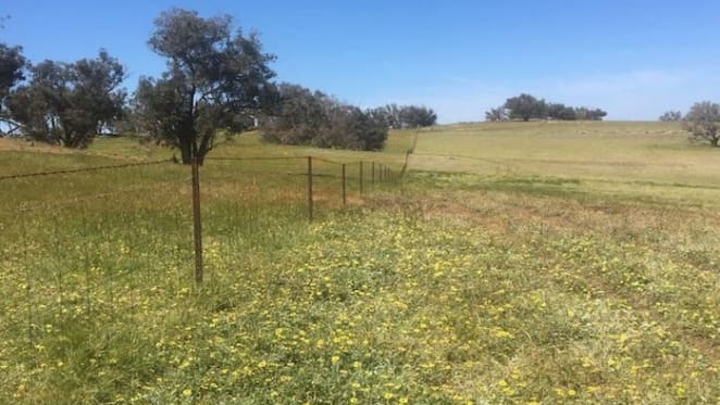 Good value to be found in Western Australia rural market: HTW rural