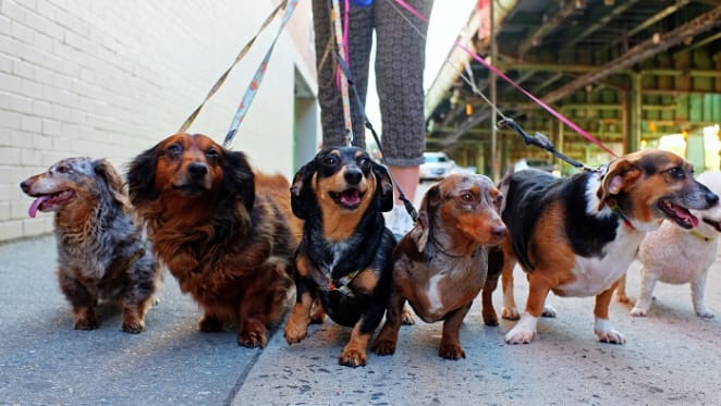 Top seven Sydney apartments perfect for dogs