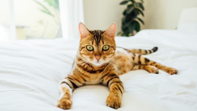 Moving into an apartment with pets? Here's how to keep them safe and happy