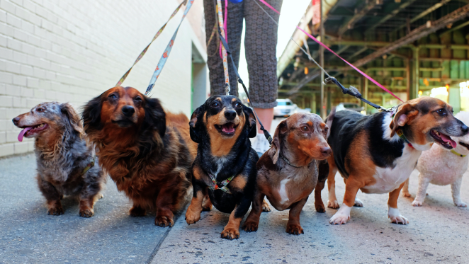 How to walk your dog during the COVID-19 pandemic