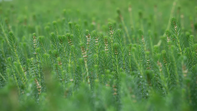 The social benefits delivered through landscapes