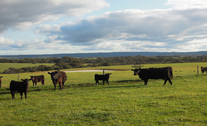 Growth Farms buys on Kangaroo Island from billionaire Kerry Stokes