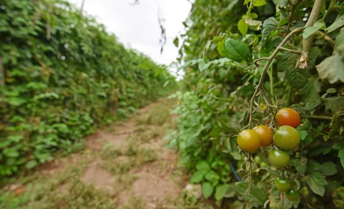 Bringing in backpackers is not the right way to get more workers onto farms