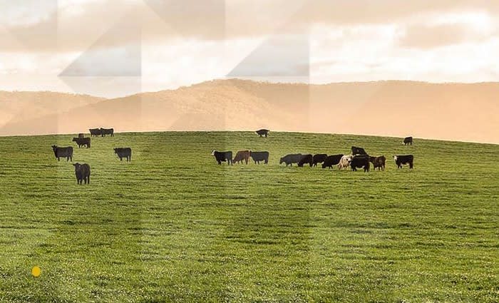 Southern NSW experiencing unusually high rural yields: HTW