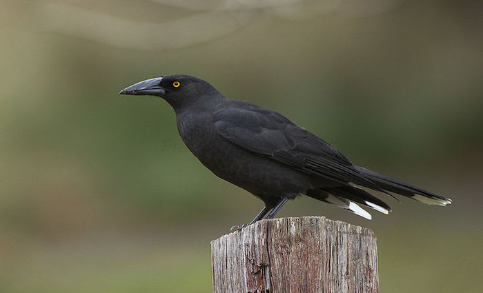 These plants and animals are now flourishing as life creeps back after bushfires