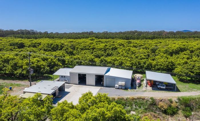 Fishermans Reach avocado orchard listed as smashing investment