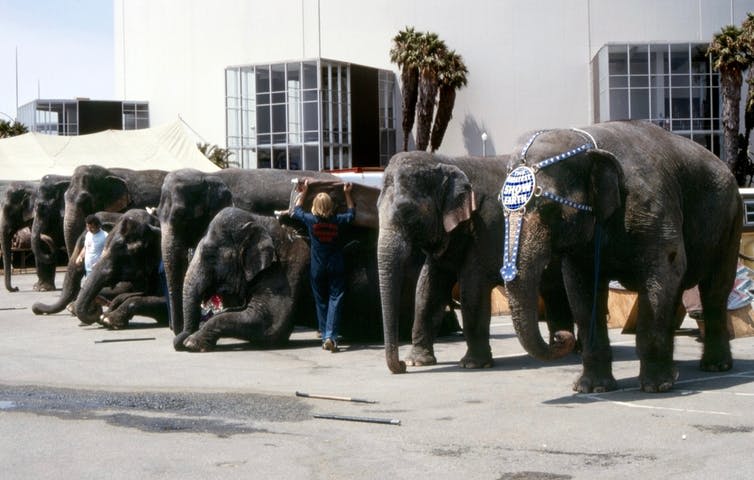 The elephant in the planning scheme: how cities still work around the dominance of parking space