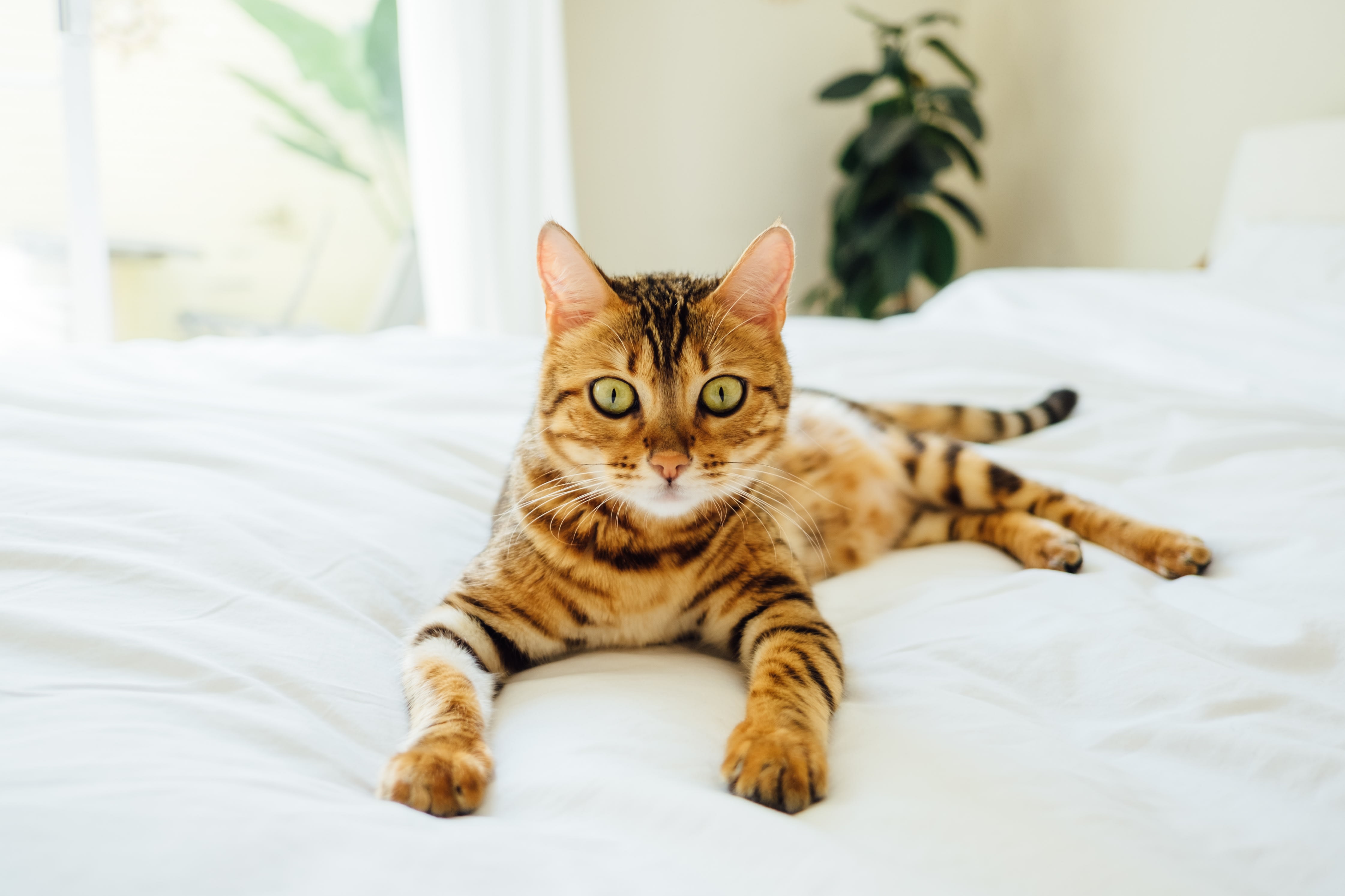 Moving into an apartment with pets? Here's how to keep them safe and happy