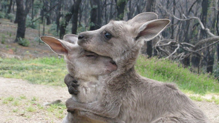 Merlot and Cooper, The Hug, 'Wildhaven', Black Saturday Bushfires, St Andrews, Oct 2009