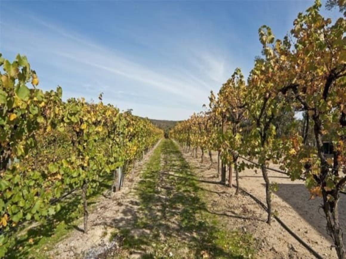 On the hunt for Australia's truffle farms